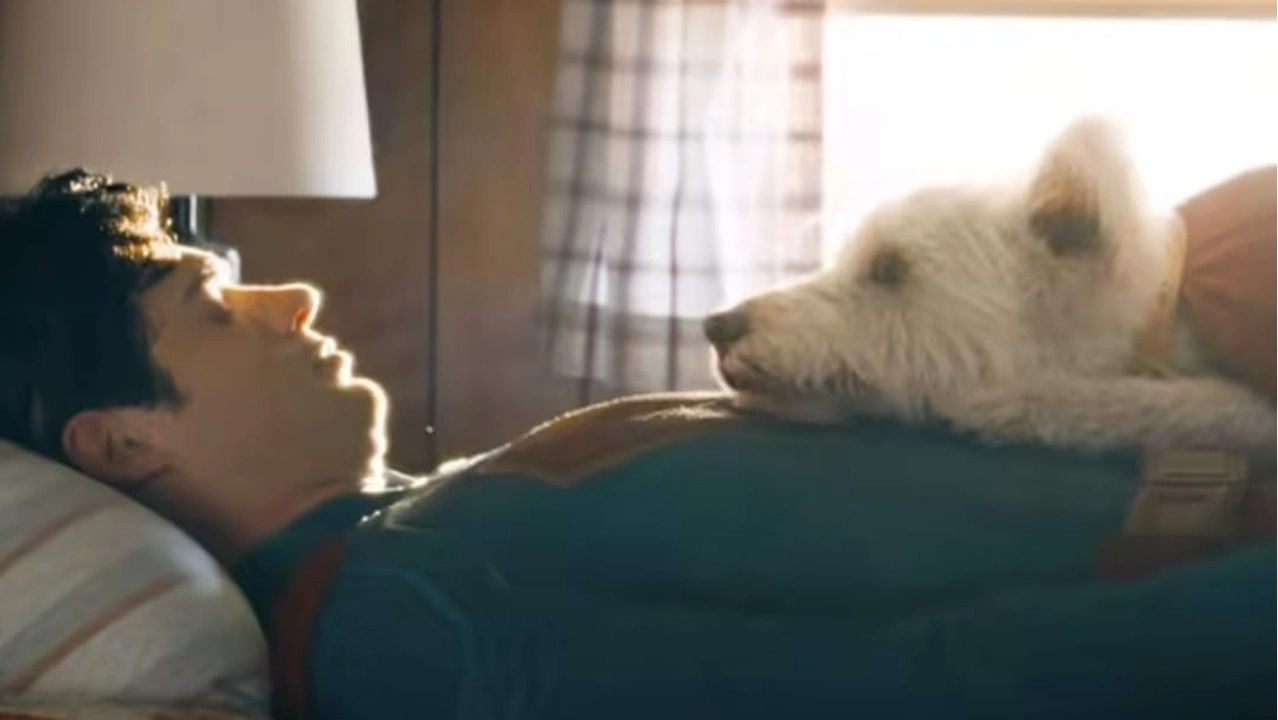 kryptofiebre de adopciones de mascotas por el nuevo superman