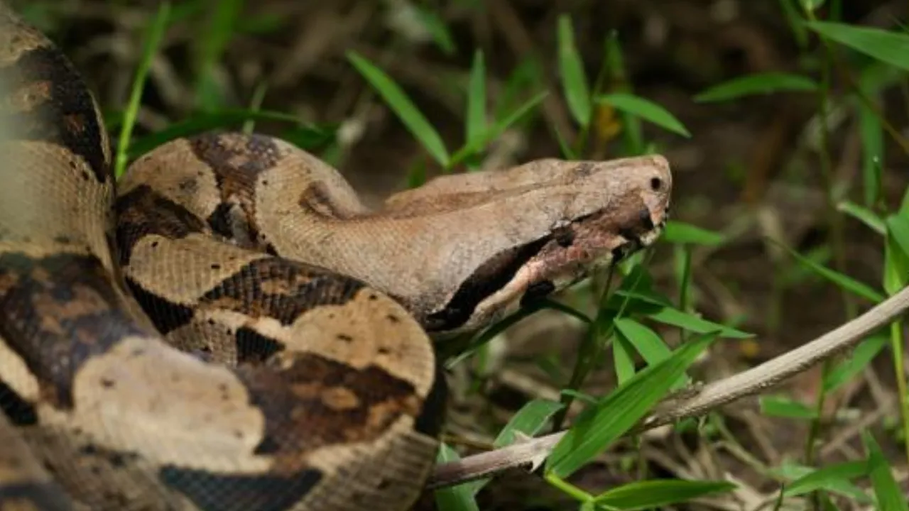 Vuelven a volar: rehabilitan y liberan 16 aves y otros animales en Antioquia