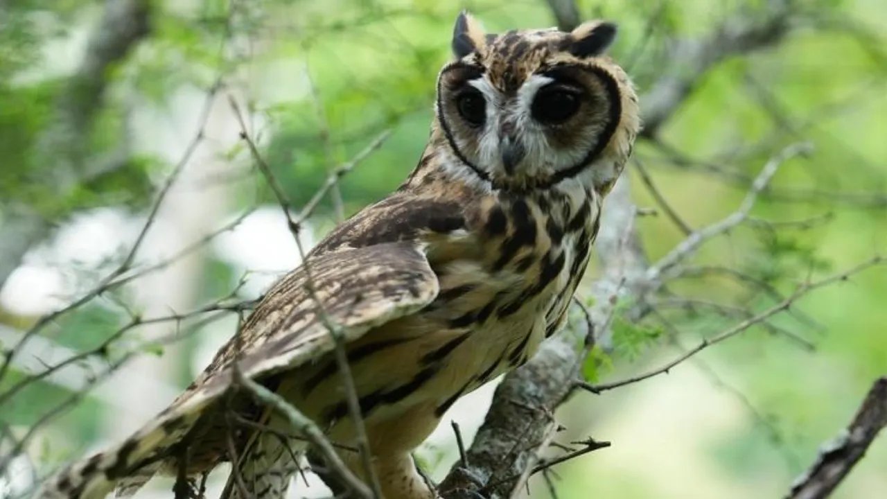 Vuelven a volar: rehabilitan y liberan 16 aves y otros animales en Antioquia