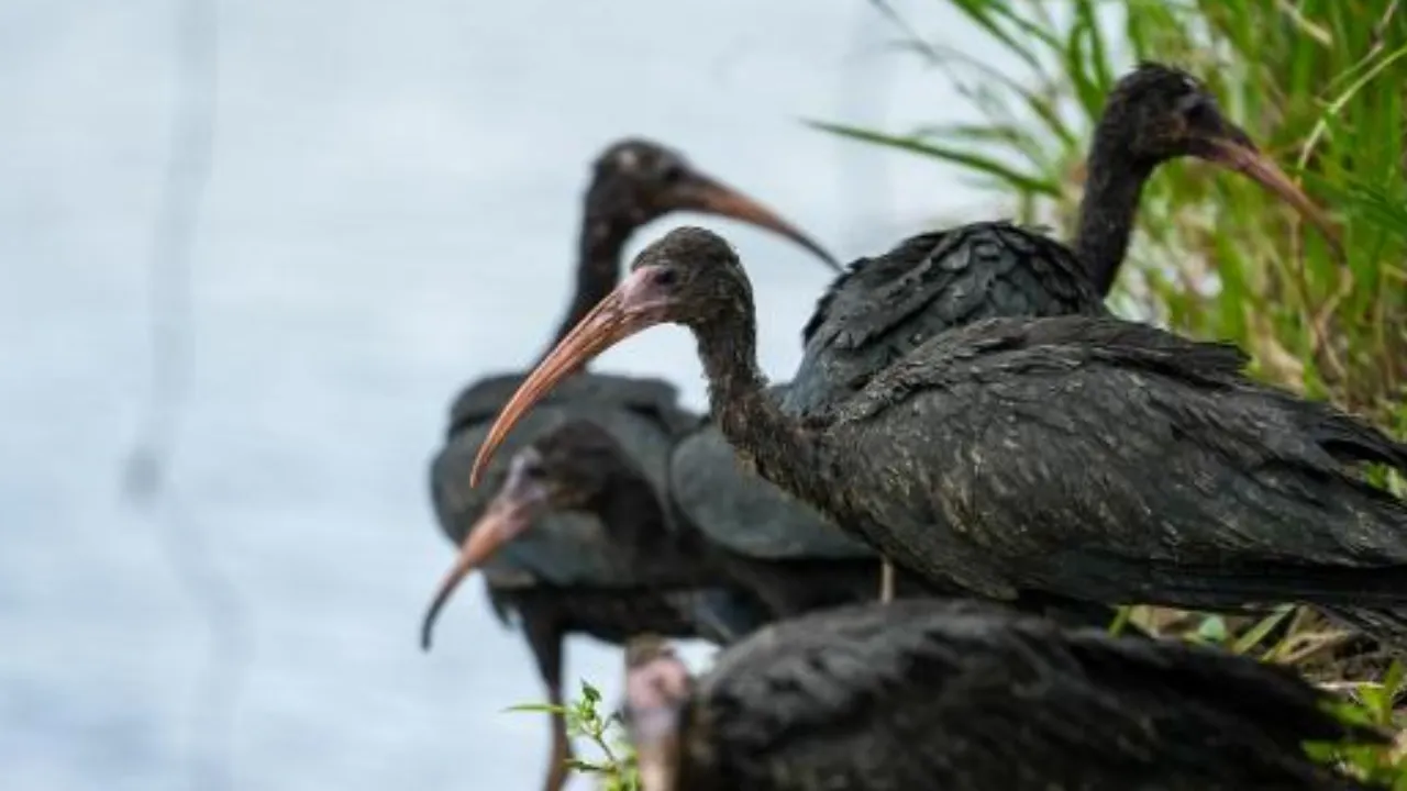 Vuelven a volar: rehabilitan y liberan 16 aves y otros animales en Antioquia