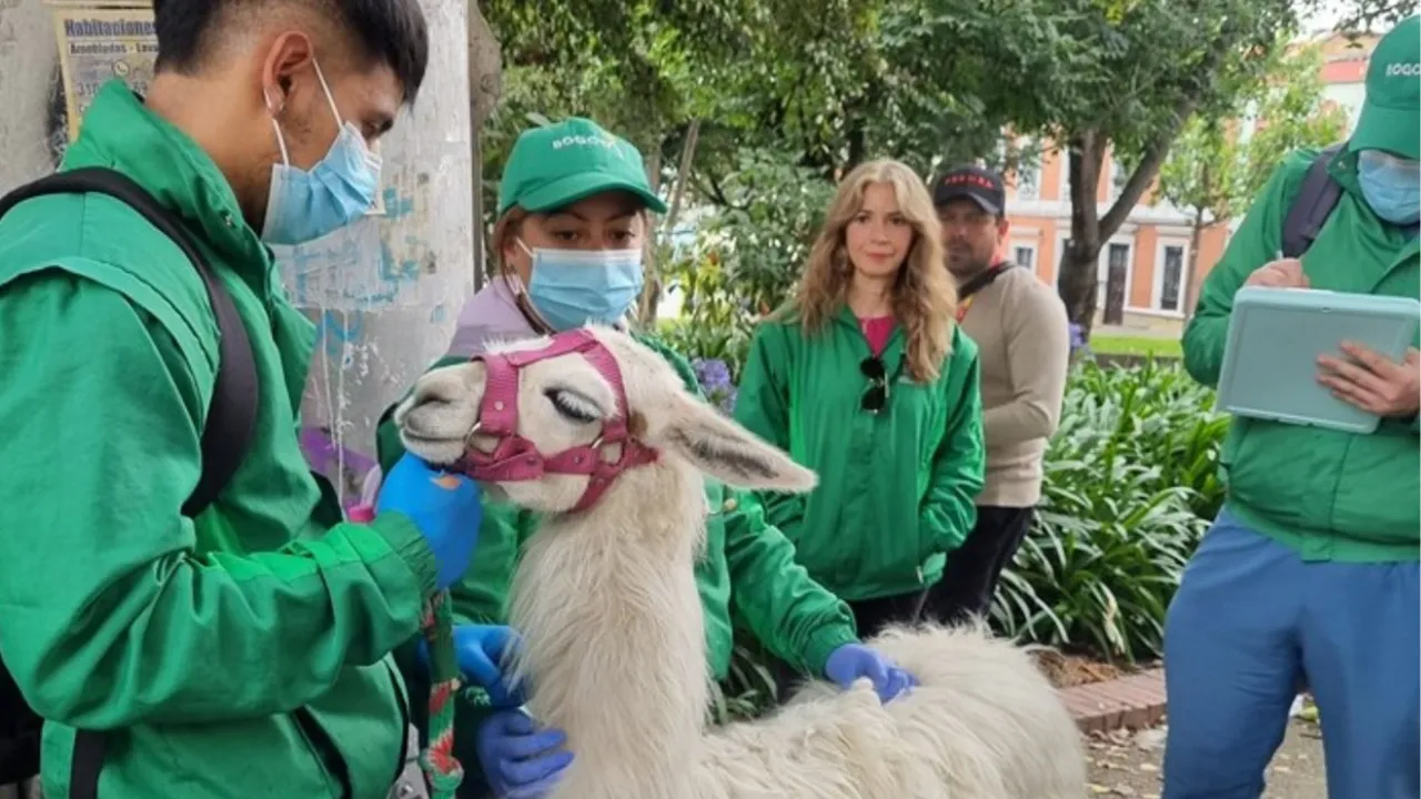 Bogotá lanza plan para reubicar llamas usadas como atractivo turístico