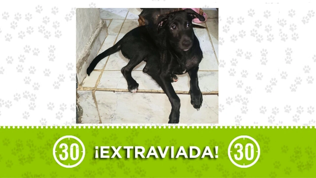 lupe perdida