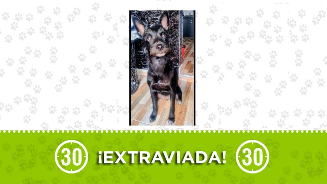negra perdida en girardota