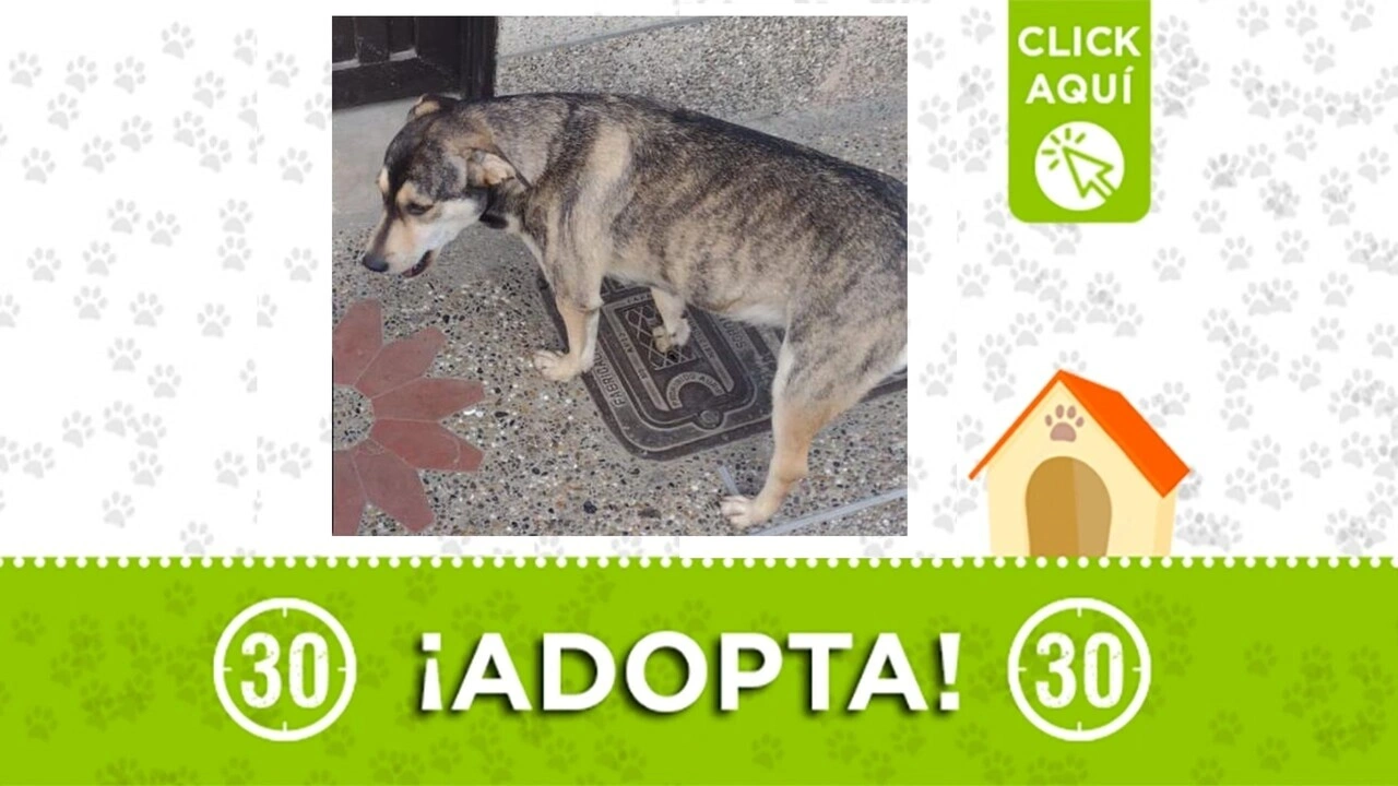 perrita embarazada hogar de paso