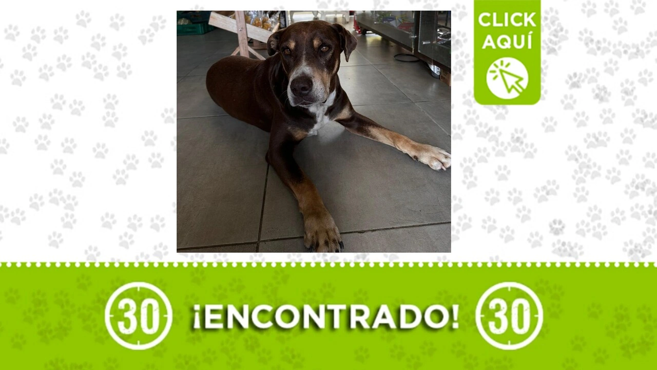perrito deambula en navarra y busca a su familia