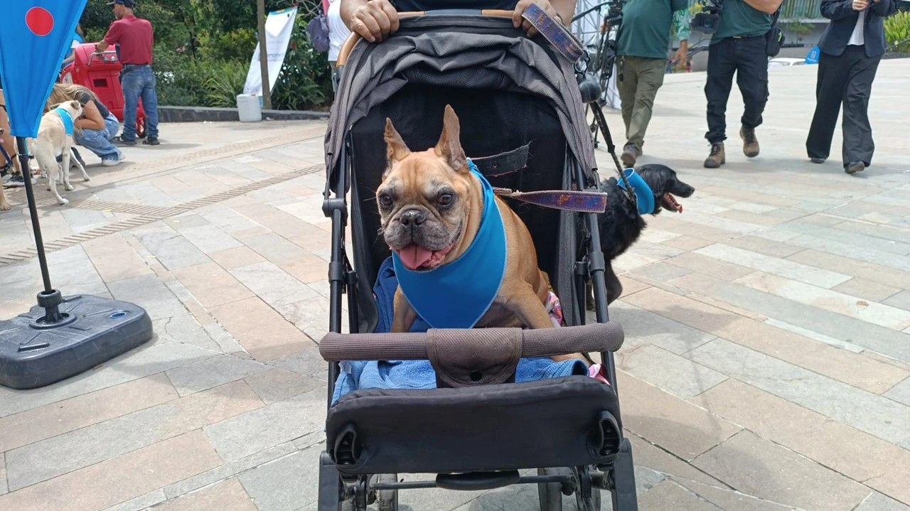 Así es como la Personería velará por los derechos de las mascotas en Medellín con su nuevo observatorio