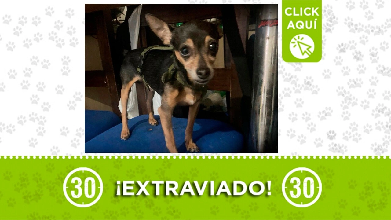 teddy mascota extraviada