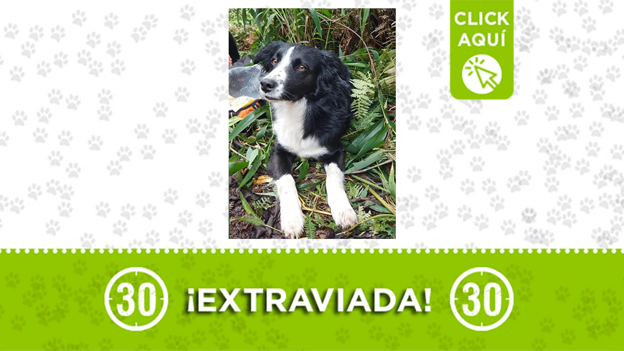 Morena se perdió en Bello ¿La has visto?