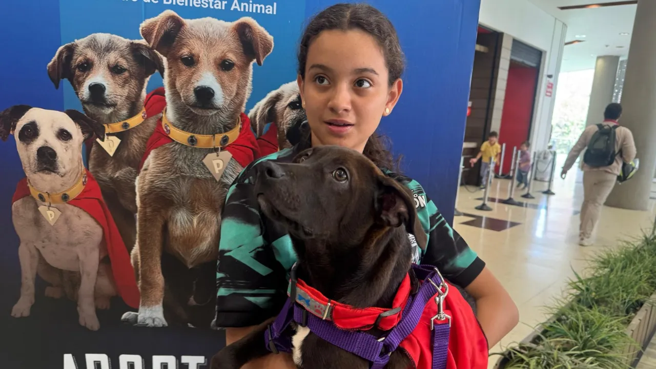 Campaña 'Adopta un Superhéroe' logró 29 adopciones de perros en Medellín en una semana