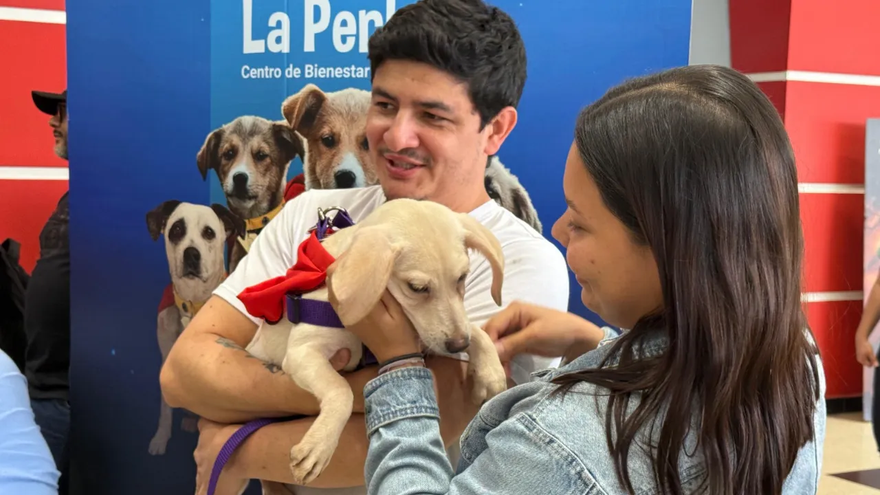 Campaña 'Adopta un Superhéroe' logró 29 adopciones de perros en Medellín en una semana