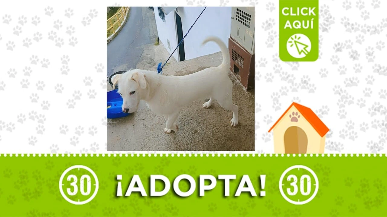 Hogar de paso o familia que lo adopte: ¨copito de nieve¨ necesita quien lo ame