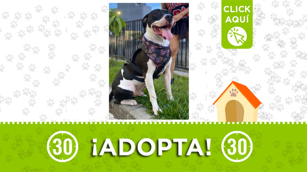 adopta leon