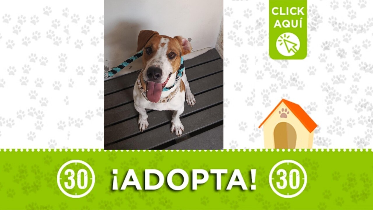 adopta newton