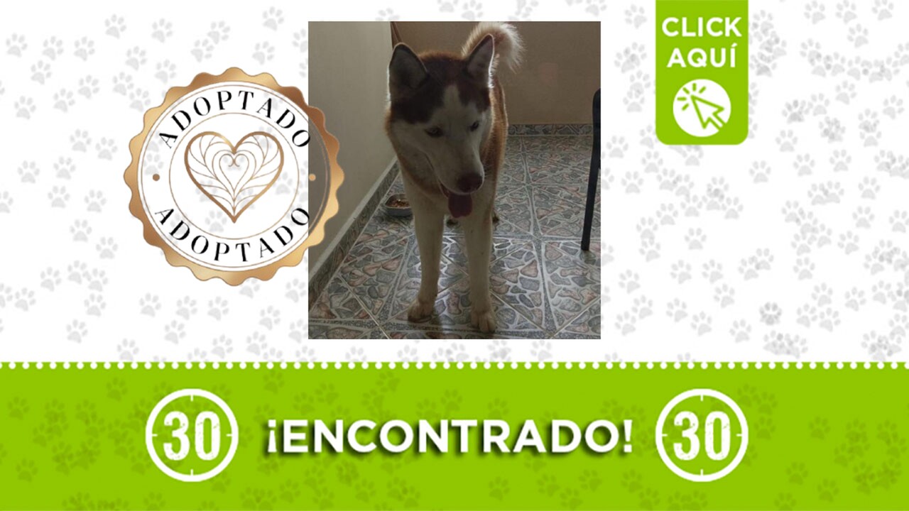 Este hermoso perrito ya tiene nueva familia