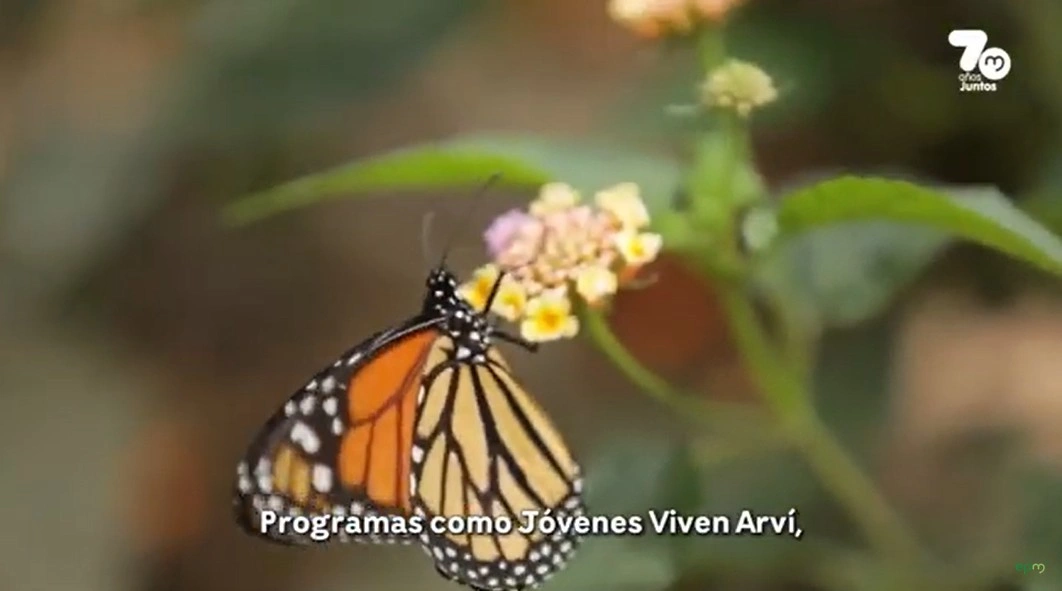 arvi8