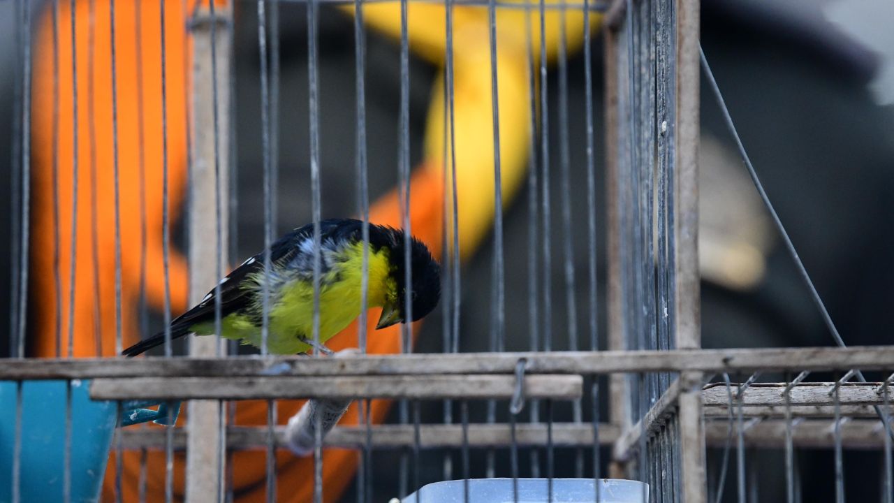Denuncia ciudadana destapa cautiverio de aves silvestres en Medellín