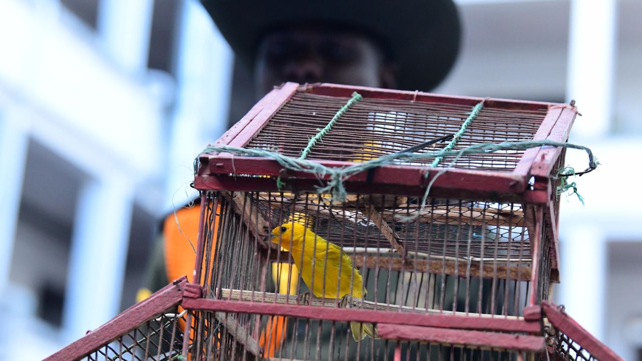 Denuncia ciudadana destapa cautiverio de aves silvestres en Medellín