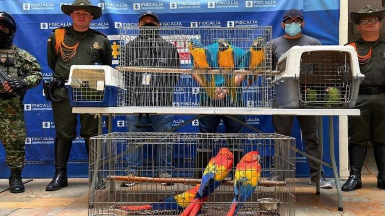 ¡Golpe al tráfico de fauna! Rescatan nueve guacamayas y loras en una finca de Copacabana