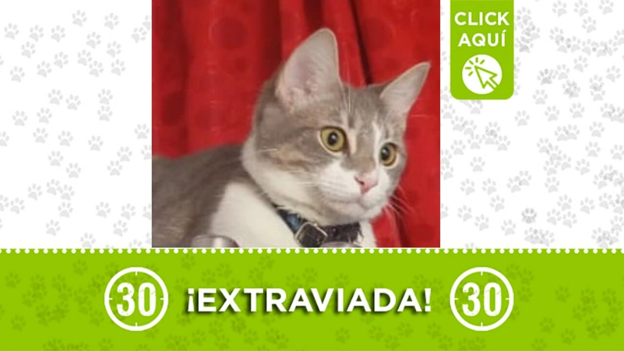 Bela, la gatica, se perdió por la estación Madera ¿la vió?