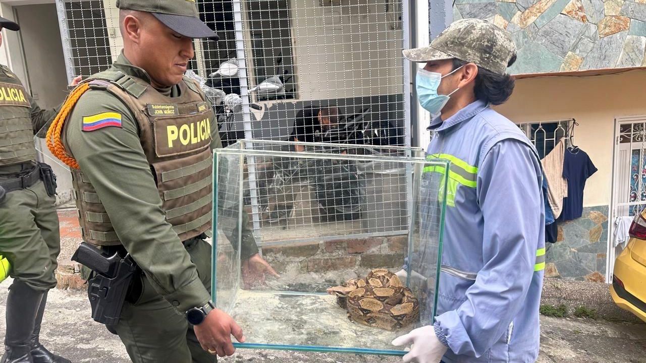 Lo pillaron con una boa constrictor y un conejo para darle de comer en Castilla