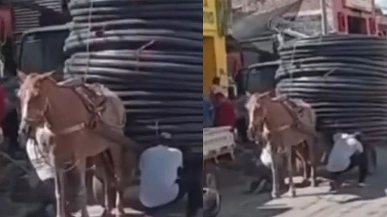  caballo obligado a cargar toneladas de peso de materiales