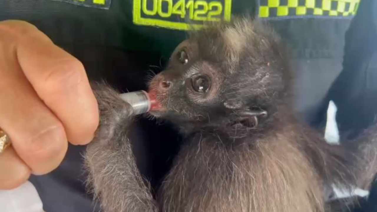Policía logra rescate de cría de mono en Antioquia