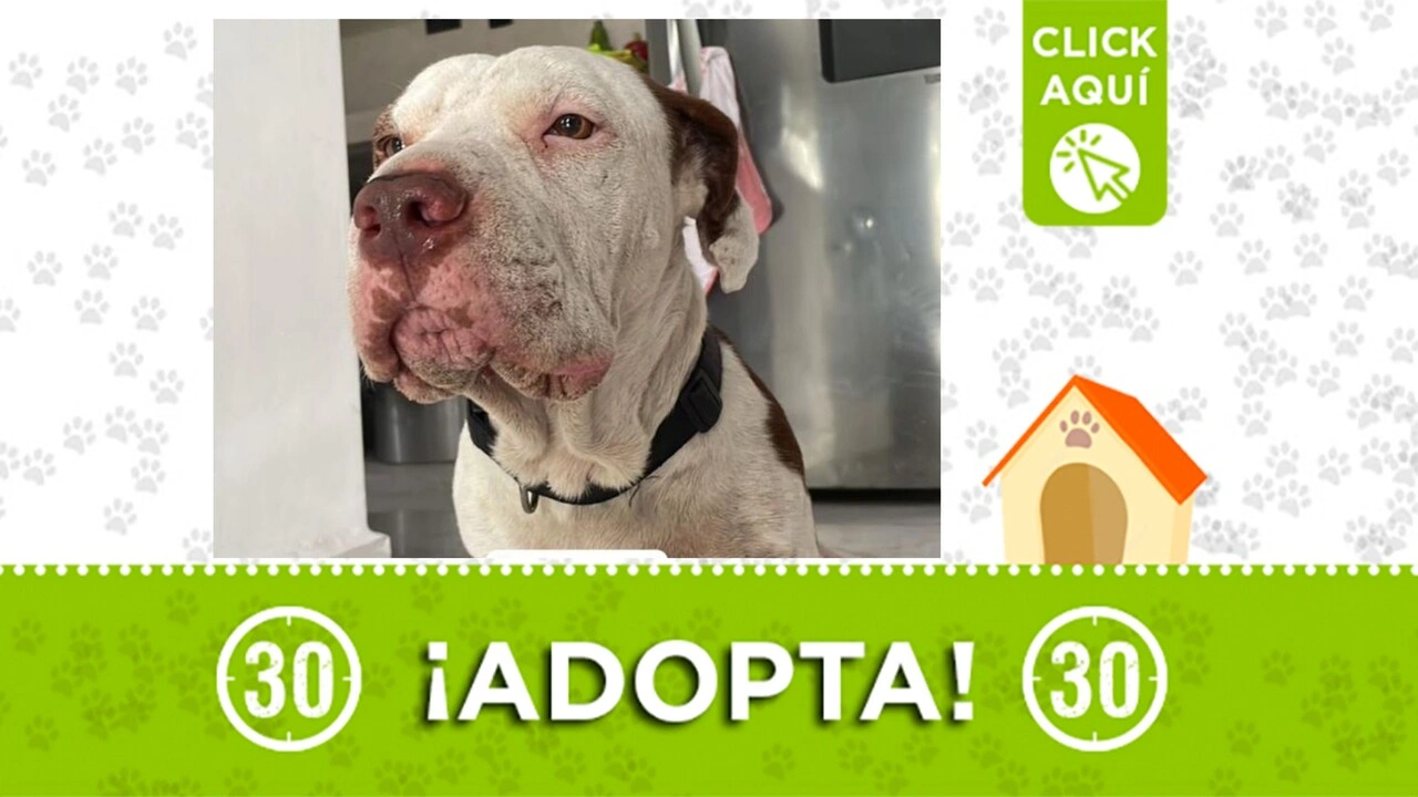 dante adopta