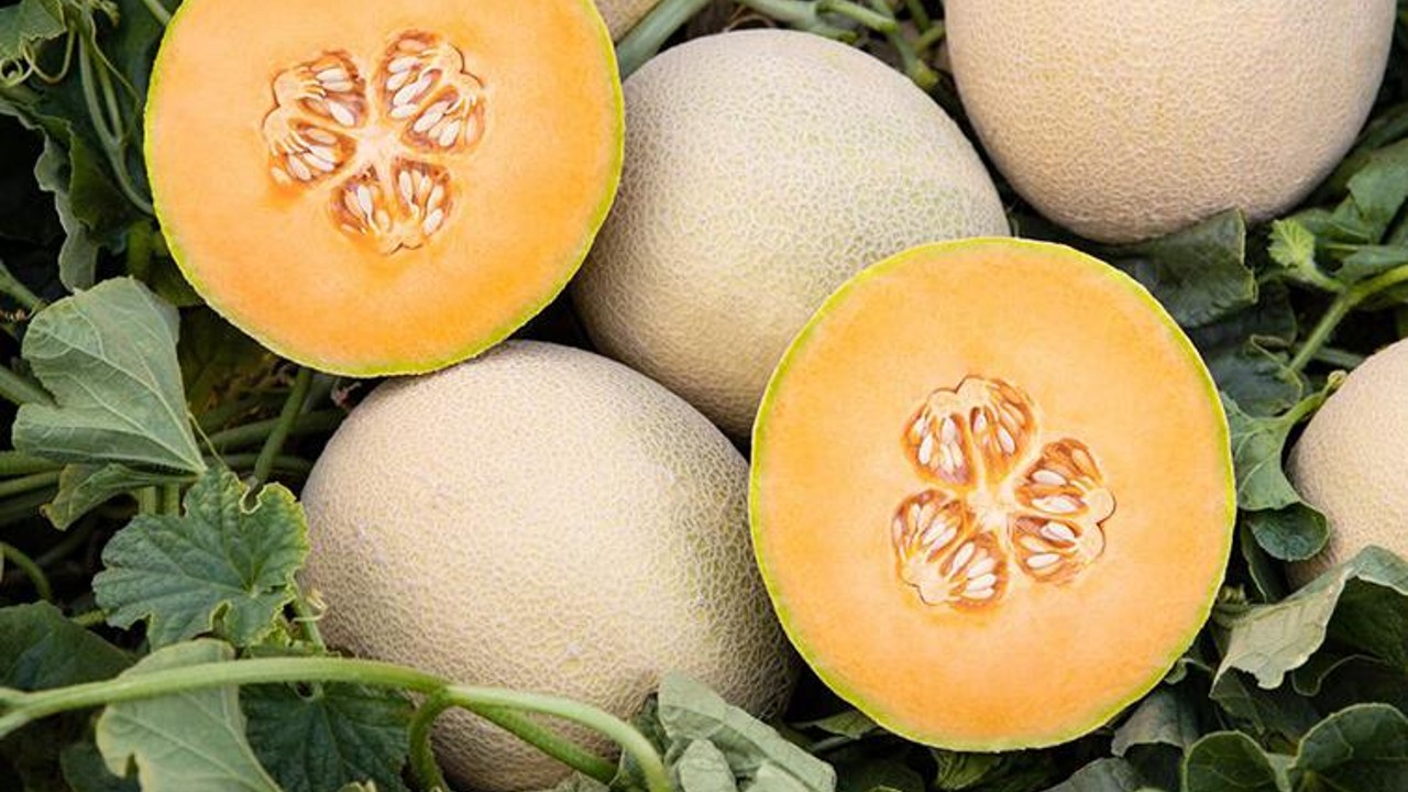 dia del melon