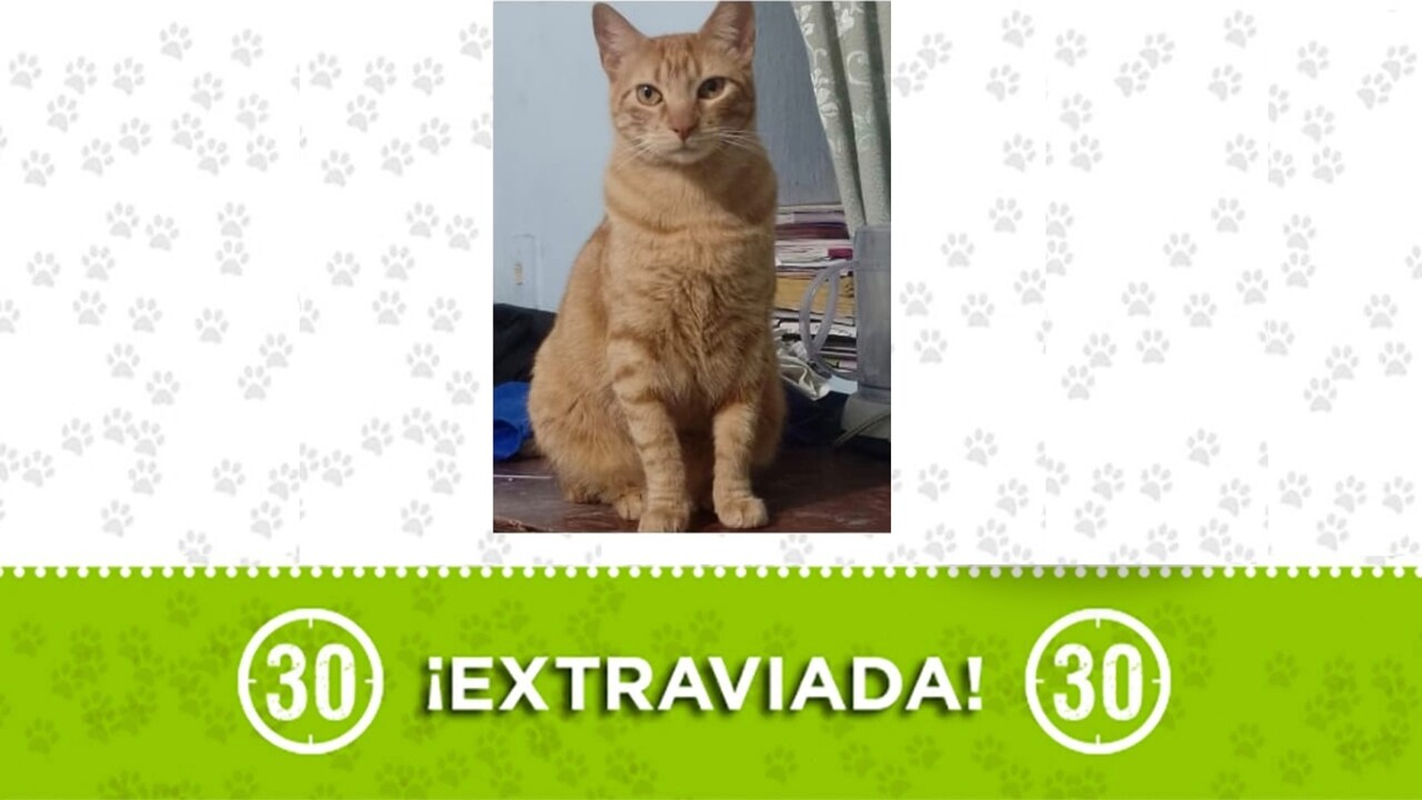 La gatica Emilia se perdió en Castilla y su familia la busca ¿la vió?