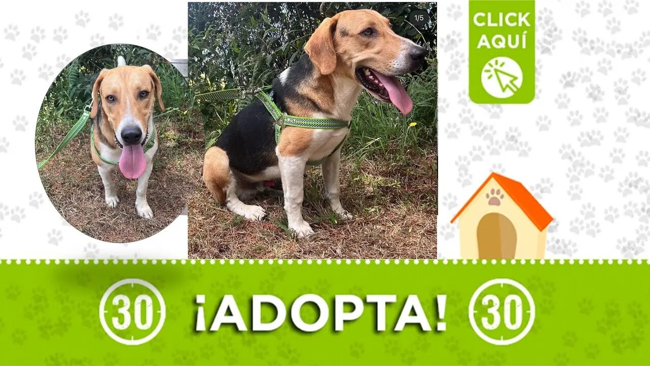 Félix lleva casi dos años en un refugio, luego de ser rescatado de una finca donde sufrió violencia física. El perrito espera encontrar un hogar ¿te animas?