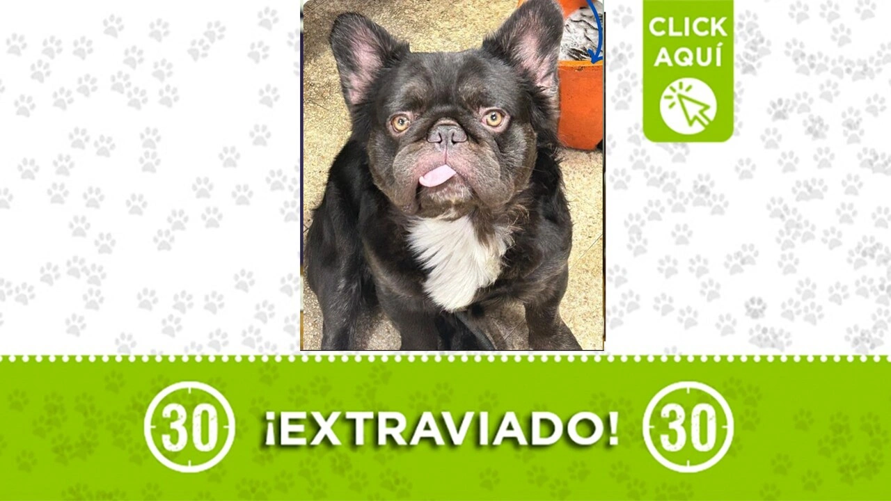 ¡Ayuda! Se busca a Fisgón, un hermoso perrito que se extravió en Bello