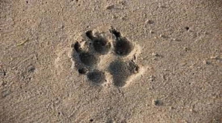 huella de mascota