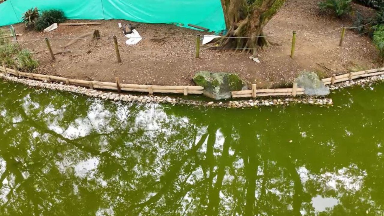 Así luce el humedal del Jardín Botánico de Medellín tras una obra de conservación