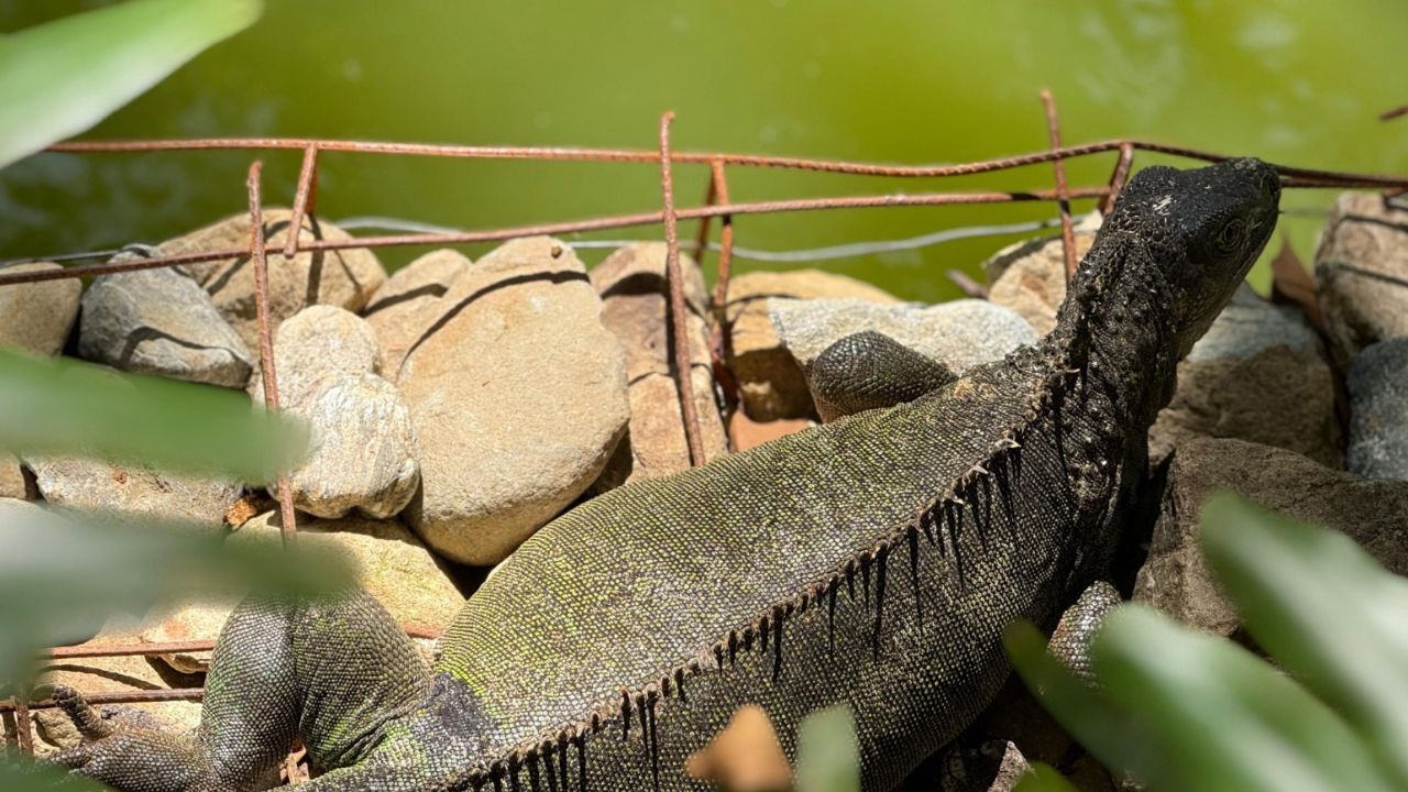 Así luce el humedal del Jardín Botánico de Medellín tras una obra de conservación