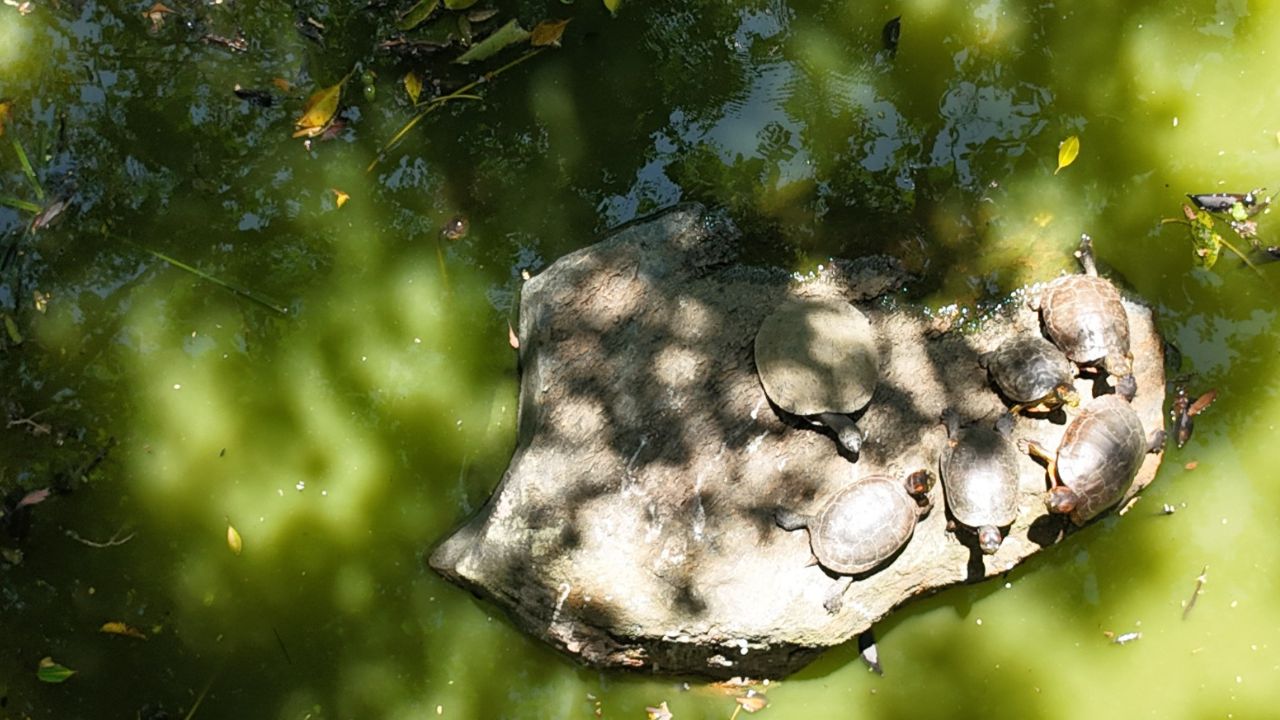 Así luce el humedal del Jardín Botánico de Medellín tras una obra de conservación