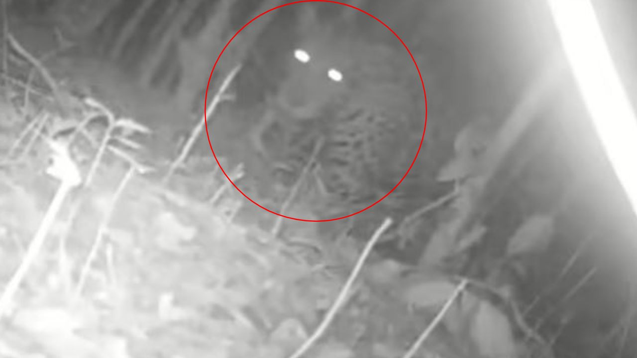 Confirman presencia de jaguar por la cuenca baja del río Bogotá: piden no cazarlo