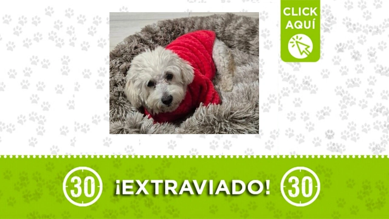 peludo se perdio en ibague