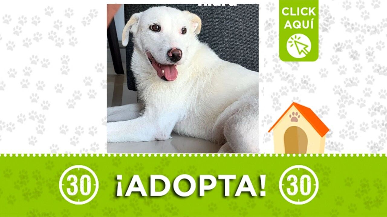 kiara adopta