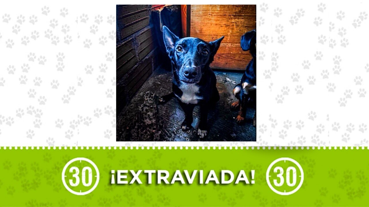 laika criolla perdida