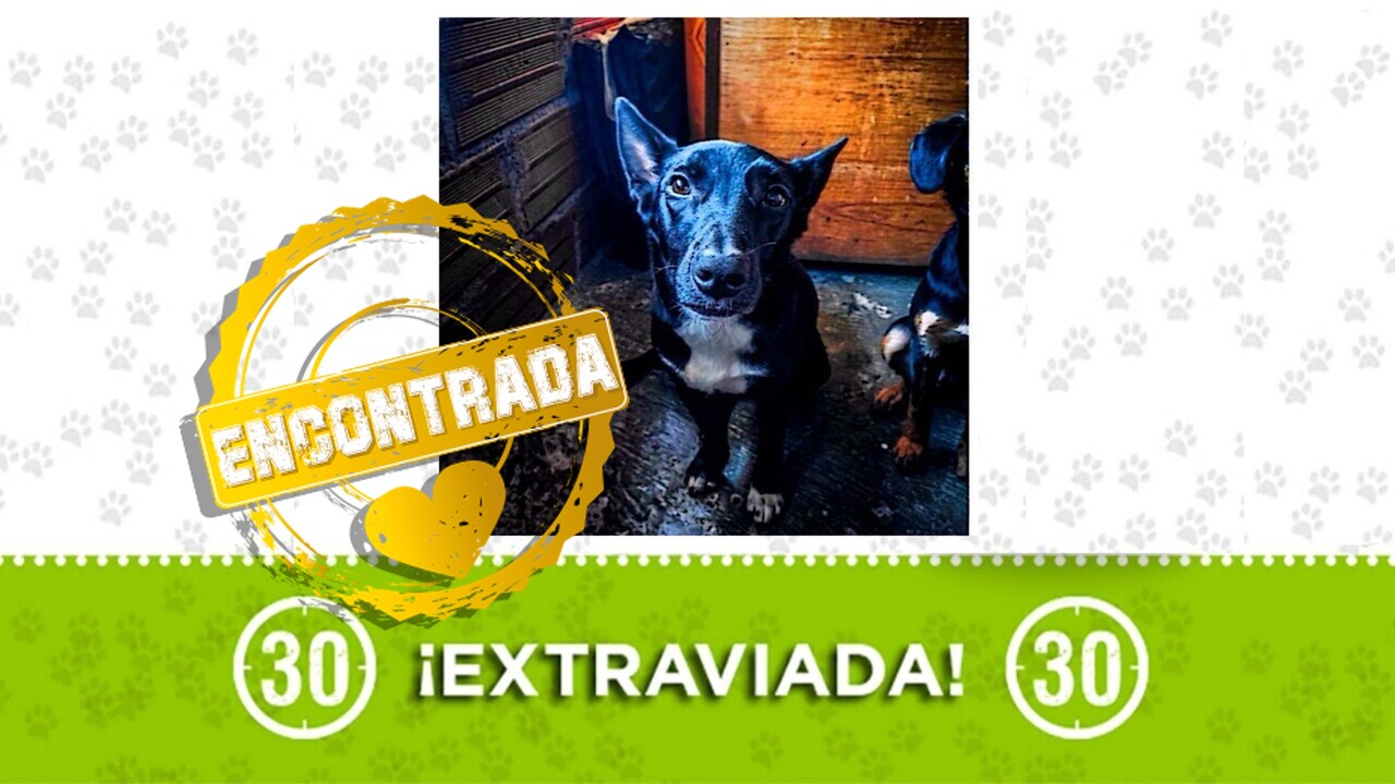 Laika la criollita ya está en su hogar en El Limonar 1