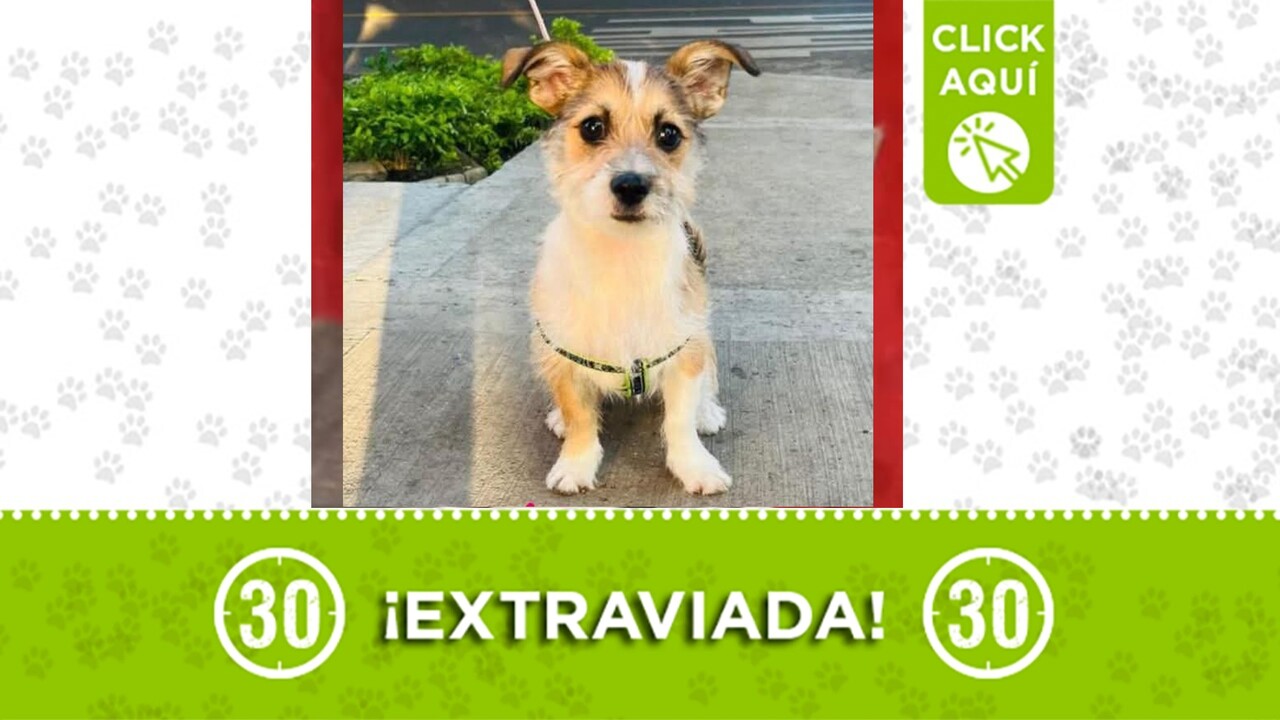 Luna Alejandra es una perrita que se perdió en Belén ¿La has visto?