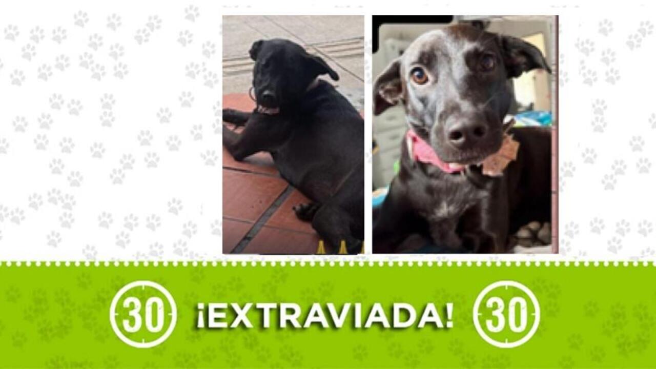 Buscamos a luna, una perrita negra que se perdió por Niquía y su familia está muy angustiada