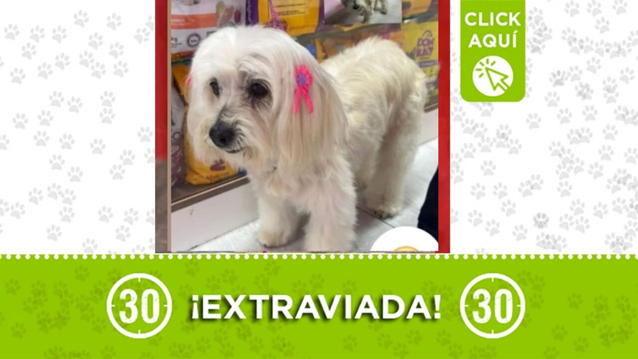 Luna está perdida y su familia la busca: se extravió en el barrio Manrique Las Esmeraldas
