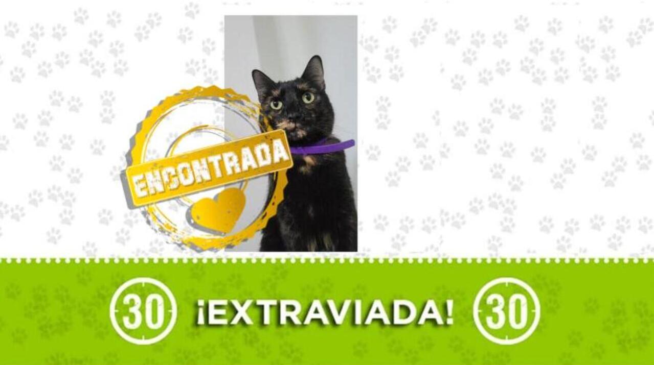 Mocca, la gatita perdida en Itagüí ya está en su hogar
