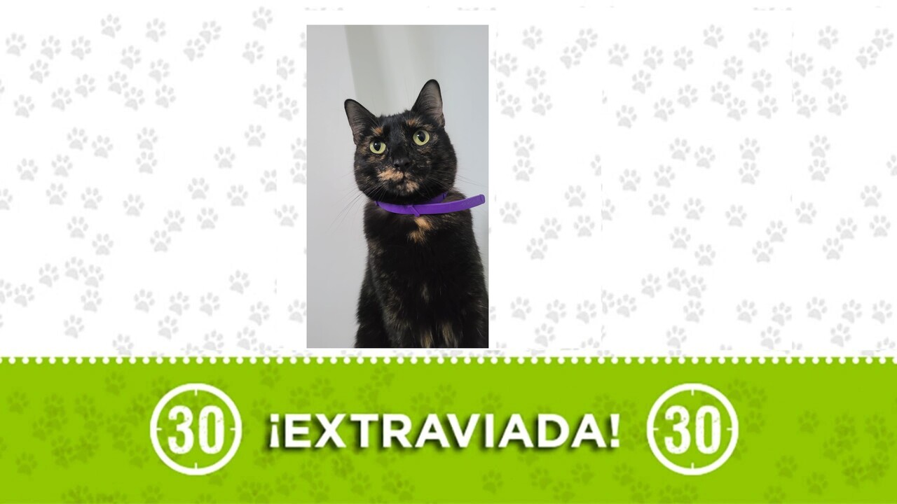 Mocca es una gatica que se perdió en Itagüí y su familia la busca