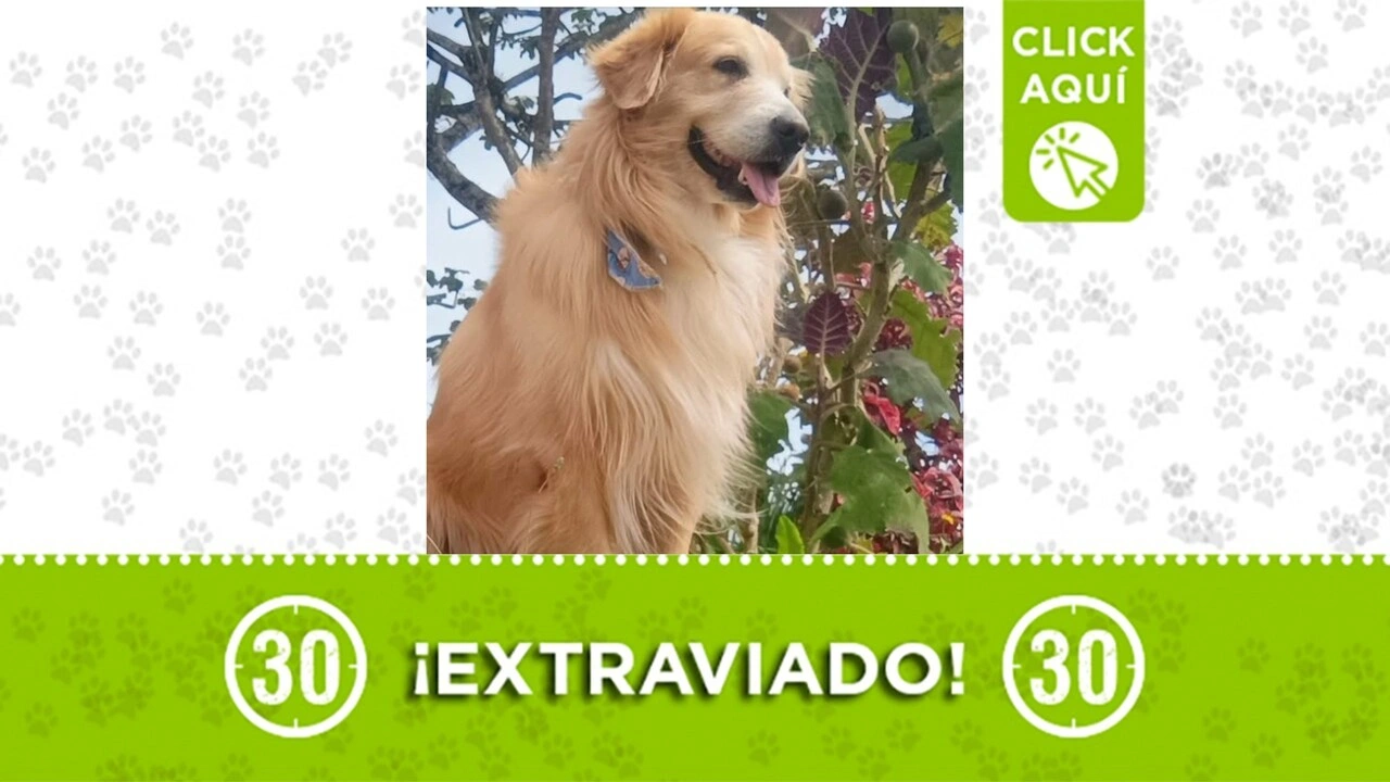 Buscamos a Niño: se perdió en Marinilla ¿te lo encontraste?