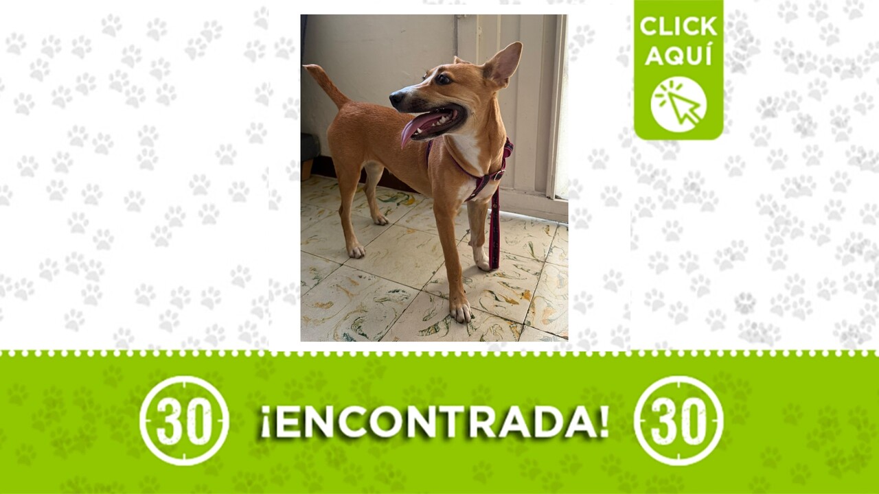 ¡Atención! Cachorrita encontrada solita en Campo Valdés busca a su familia