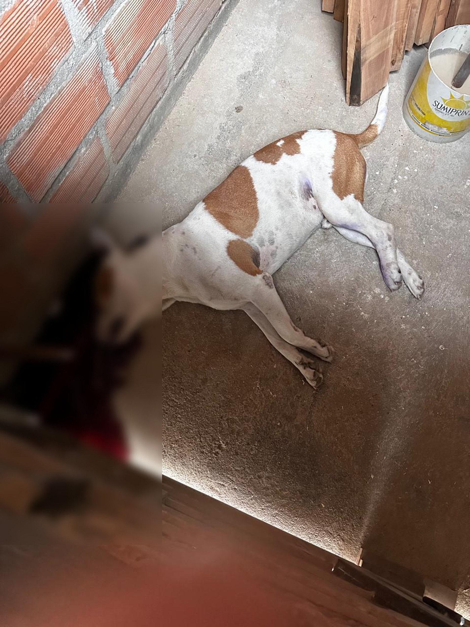perrito asesinado en el penol