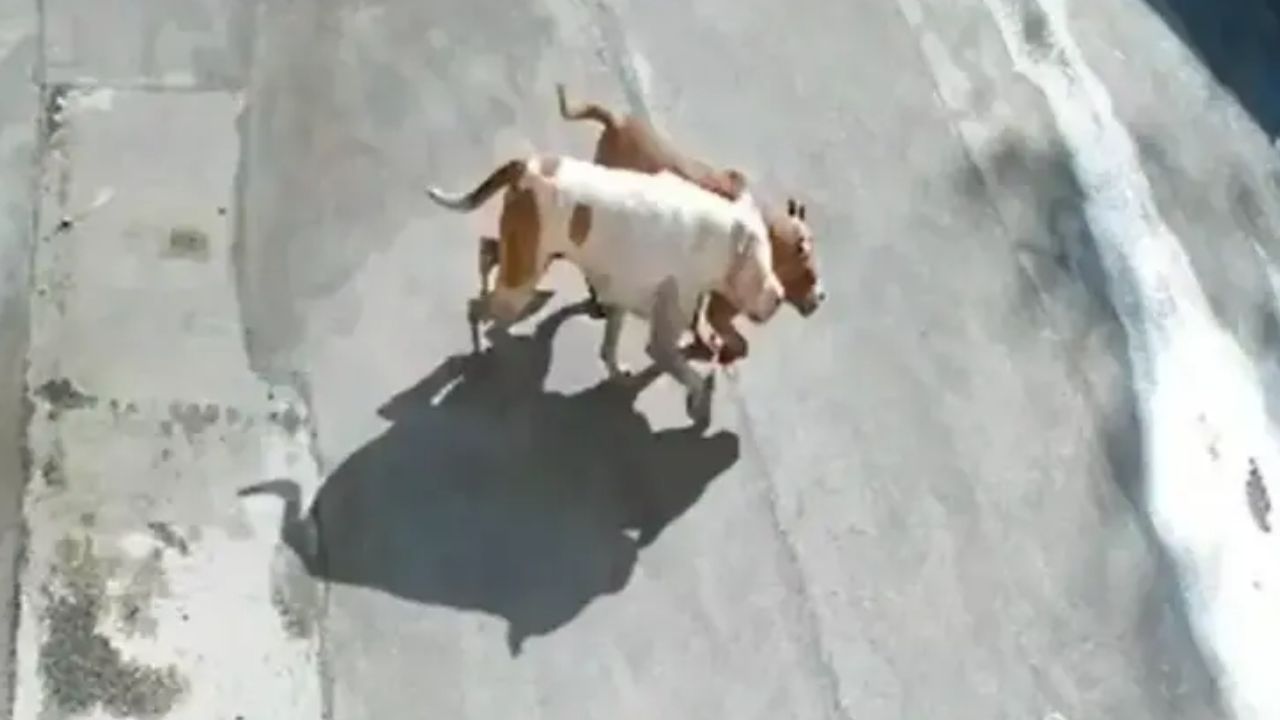 Denuncian presuntos ataques de dos perros pitbull en Marinilla