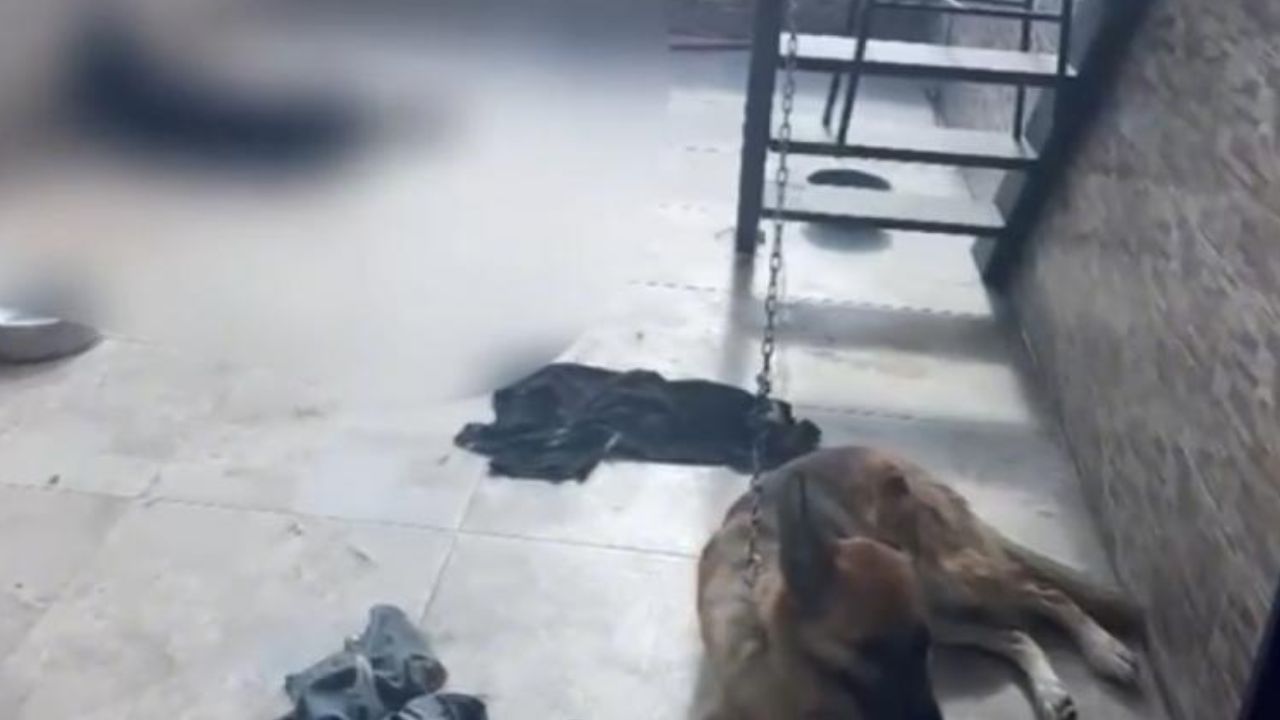 Hallan perro rottweiler sin vida y rescatan a otro en caso de presunto maltrato animal en La Floresta
